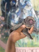 Orchid (Corso), a female Cane Corso for sale in Savannah, GA – Photo 3 of 9