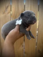 Orchid (Corso), a female Cane Corso for sale in Savannah, GA – Photo 10 of 10