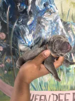 Orchid (Corso), a female Cane Corso for sale in Savannah, GA – Photo 8 of 9