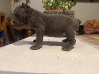 Orchid (Corso), a female Cane Corso for sale in Savannah, GA – Photo 6 of 6