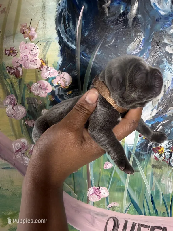 Orchid (Corso) – Cane Corso puppy for sale in Savannah, GA