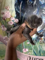 Orchid (Corso), a female Cane Corso for sale in Savannah, GA – Photo 1 of 9