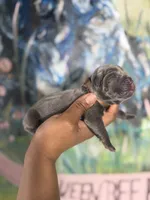 Orchid (Corso), a female Cane Corso for sale in Savannah, GA – Photo 2 of 9