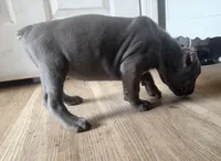 Orchid (Corso) akc, a female Cane Corso for sale in Savannah, GA – Photo 6 of 10