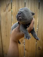 Orchid (Corso), a female Cane Corso for sale in Savannah, GA – Photo 7 of 10