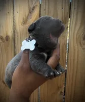 Orchid (Corso), a female Cane Corso for sale in Savannah, GA – Photo 6 of 10