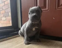 Orchid (Corso) akc, a female Cane Corso for sale in Savannah, GA – Photo 5 of 10