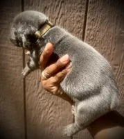 Orchid (Corso), a female Cane Corso for sale in Savannah, GA – Photo 9 of 10