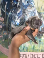 Orchid (Corso), a female Cane Corso for sale in Savannah, GA – Photo 6 of 9