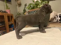 Orchid (Corso), a female Cane Corso for sale in Savannah, GA – Photo 3 of 6