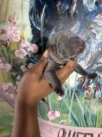 Orchid (Corso), a female Cane Corso for sale in Savannah, GA – Photo 4 of 9