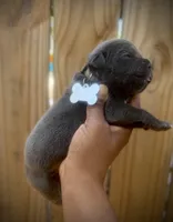 Orchid (Corso), a female Cane Corso for sale in Savannah, GA – Photo 5 of 10