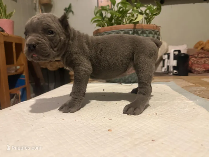 Orchid (Corso) – Cane Corso puppy for sale in Savannah, GA