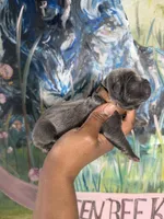 Orchid (Corso), a female Cane Corso for sale in Savannah, GA – Photo 7 of 9