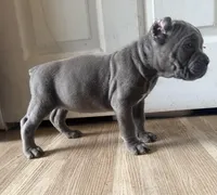 Orchid (Corso) akc, a female Cane Corso for sale in Savannah, GA – Photo 7 of 10