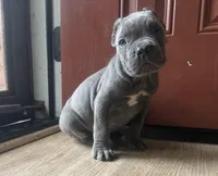 Orchid (Corso) akc, a female Cane Corso for sale in Savannah, GA – Photo 3 of 10