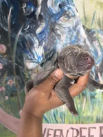 Orchid (Corso), a female Cane Corso for sale in Savannah, GA – Photo 5 of 9