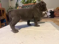 Orchid (Corso), a female Cane Corso for sale in Savannah, GA – Photo 4 of 6