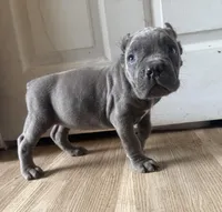 Orchid (Corso) akc, a female Cane Corso for sale in Savannah, GA – Photo 9 of 10