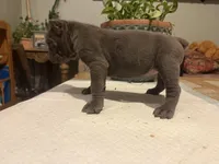 Orchid (Corso), a female Cane Corso for sale in Savannah, GA – Photo 5 of 6