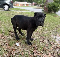 Ash (Corso) akc, a male Cane Corso for sale in Savannah, GA – 6 of 10