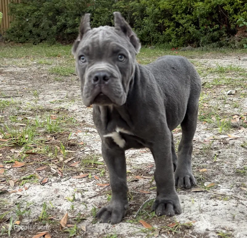 Orchid (Corso) akc – Cane Corso puppy for sale in Savannah, GA