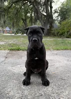 Ash (Corso) akc, a male Cane Corso for sale in Savannah, GA – 7 of 10