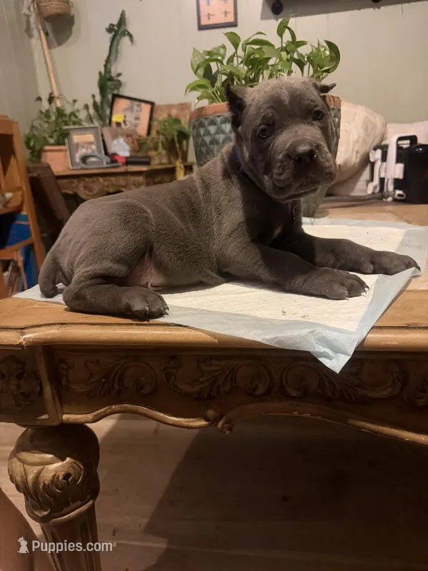 Moss – Cane Corso puppy for sale in Savannah, GA