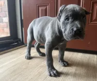 Moss akc, a male Cane Corso for sale in Savannah, GA – Photo 2 of 8