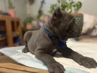 Moss, a male Cane Corso for sale in Savannah, GA – Photo 6 of 10