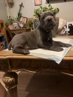 Moss, a male Cane Corso for sale in Savannah, GA – Photo 3 of 10