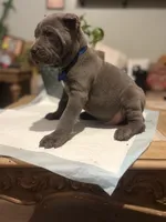 Moss, a male Cane Corso for sale in Savannah, GA – Photo 5 of 10