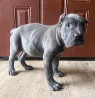 Moss akc, a male Cane Corso for sale in Savannah, GA – Photo 6 of 8
