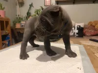 Moss, a male Cane Corso for sale in Savannah, GA – Photo 10 of 10