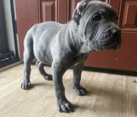 Moss akc, a male Cane Corso for sale in Savannah, GA – Photo 4 of 8