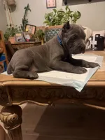 Moss, a male Cane Corso for sale in Savannah, GA – Photo 4 of 10