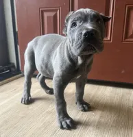 Moss akc, a male Cane Corso for sale in Savannah, GA – Photo 1 of 8