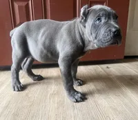 Moss akc, a male Cane Corso for sale in Savannah, GA – Photo 8 of 8
