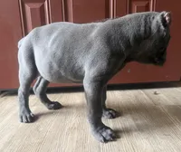Moss akc, a male Cane Corso for sale in Savannah, GA – Photo 7 of 8