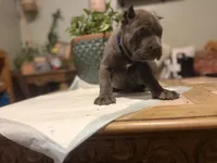 Moss, a male Cane Corso for sale in Savannah, GA – Photo 9 of 10