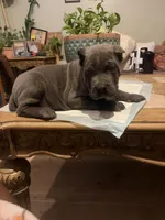 Moss, a male Cane Corso for sale in Savannah, GA – Photo 7 of 10