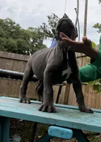 Chestnut akc, a male Cane Corso for sale in Savannah, GA – 7 of 10