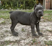 Orchid (Corso) akc, a female Cane Corso for sale in Savannah, GA – 6 of 10