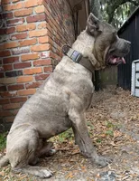 Titan akc, a male Cane Corso for sale in Savannah, GA – 5 of 7