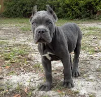 Orchid (Corso) akc, a female Cane Corso for sale in Savannah, GA – 10 of 10