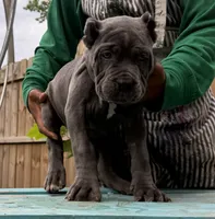 Chestnut akc, a male Cane Corso for sale in Savannah, GA – 5 of 10