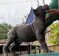 Chestnut akc, a male Cane Corso for sale in Savannah, GA – 6 of 10