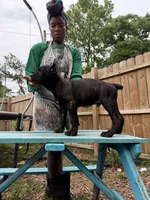 Ash (Corso) akc, a male Cane Corso for sale in Savannah, GA – 4 of 10