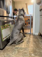 Titan, a male Cane Corso for sale in Savannah, GA – Photo 5 of 9