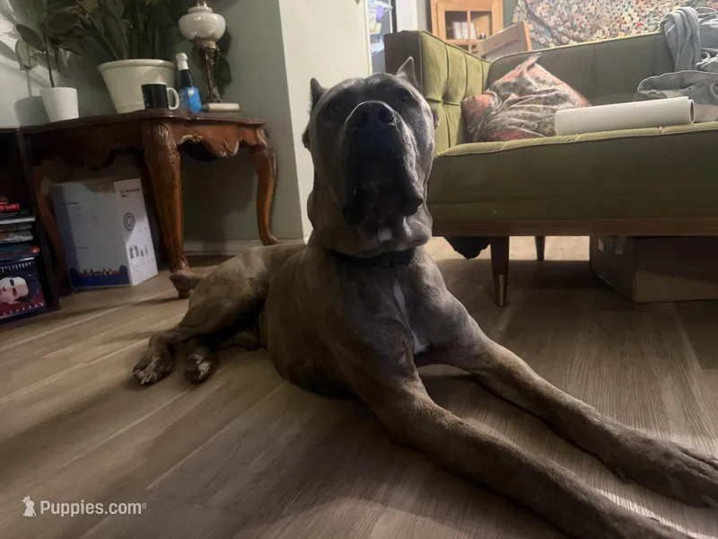 Titan – Cane Corso puppy for sale in Savannah, GA